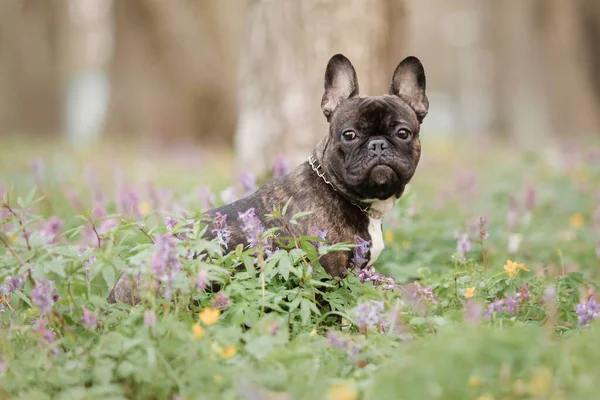 春の散歩にフランスのブルドッグ 春のかわいい犬 — ストック写真