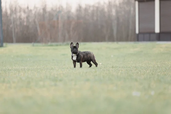 French Bulldog Spring Walk Cute Dog Spring — Stock Photo, Image