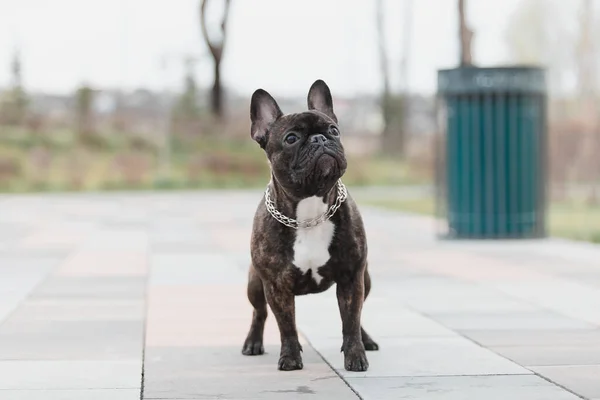 Fransız Bulldog Bahar Yürüyüşünde Baharda Şirin Bir Köpek — Stok fotoğraf