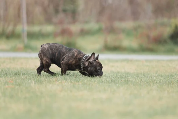 Bulldog Francês Passeio Primavera Cão Bonito Primavera — Fotografia de Stock