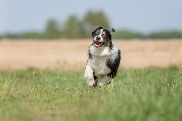 Australischer Schäferhund Freien — Stockfoto