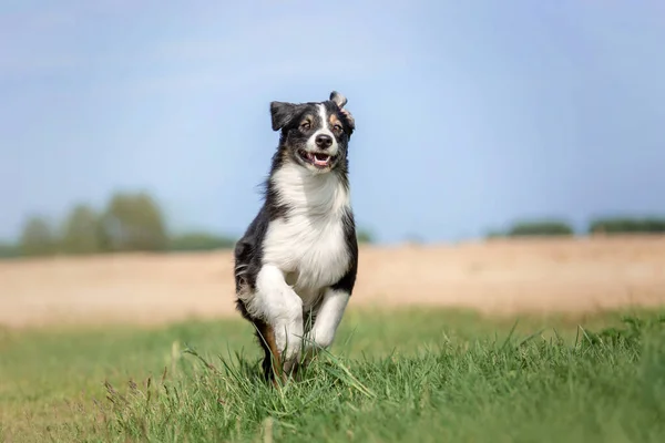 Cão Pastor Australiano Livre — Fotografia de Stock