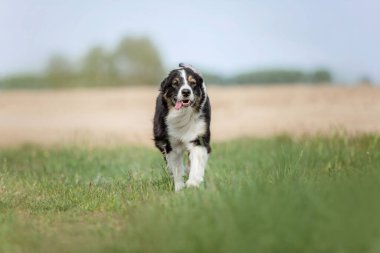Avustralya çoban köpeği.