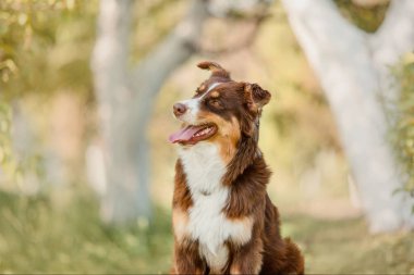 Avustralya çoban köpeği.