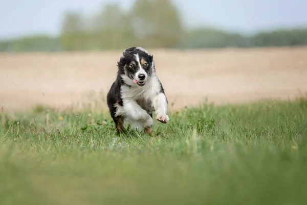 Cão Pastor Australiano Livre — Fotografia de Stock