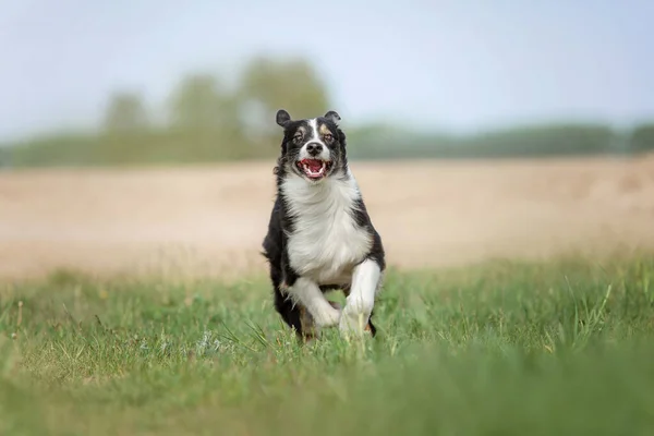 Cão Pastor Australiano Livre — Fotografia de Stock