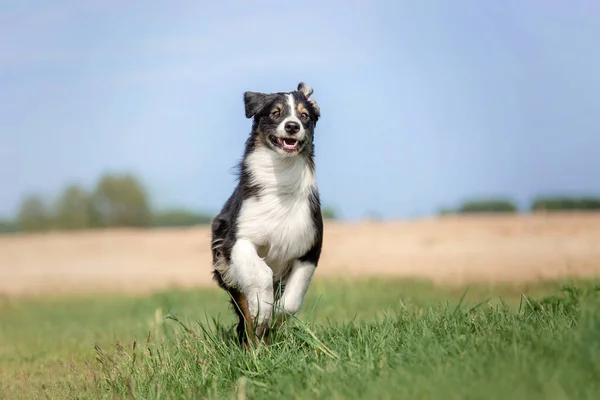 Australiska Herde Hund Utomhus — Stockfoto