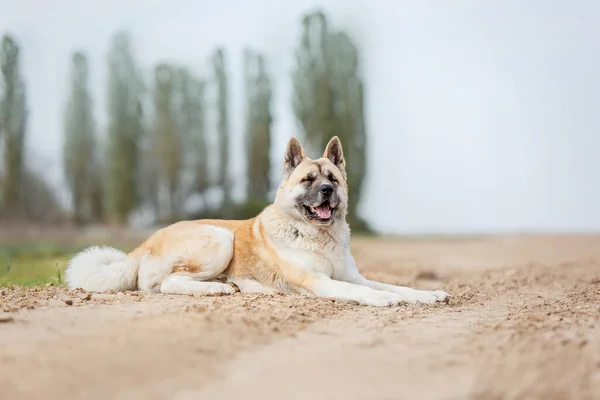 Amerikaanse Akita Hond Buiten — Stockfoto