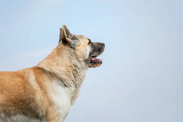 Американская Собака Акита Открытом Воздухе — стоковое фото