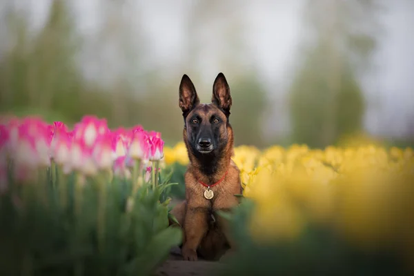 Belgische Herdershond Tulpenvelden — Stockfoto