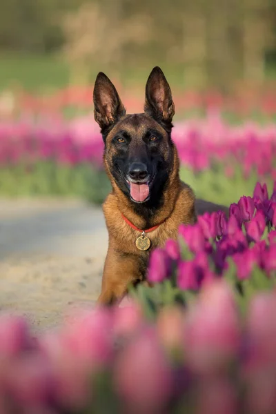 Belgische Herdershond Tulpenvelden — Stockfoto