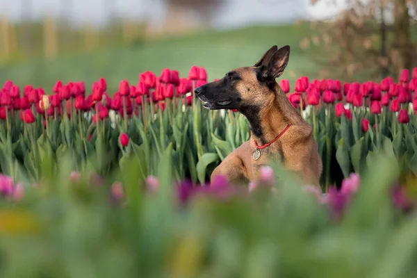 Belgische Herdershond Tulpenvelden — Stockfoto