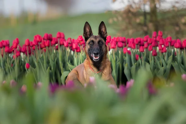 Belgian Shepherd Dog Tulips Fields — Stock Photo, Image