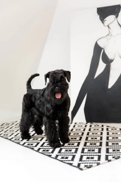 Miniature Schnauzer Dog Zwergschnauzer Indoor — Stock Photo, Image