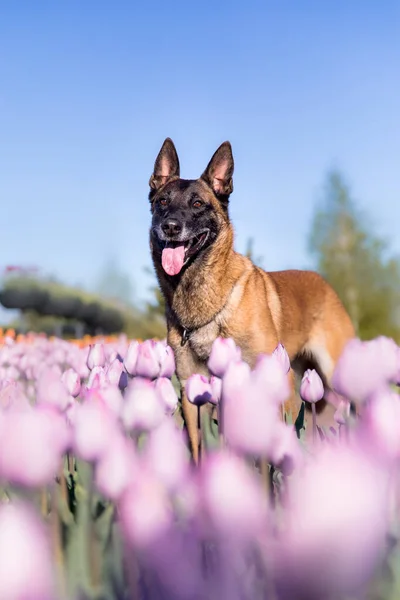 Belgische Herdershonden Tulpenvelden — Stockfoto