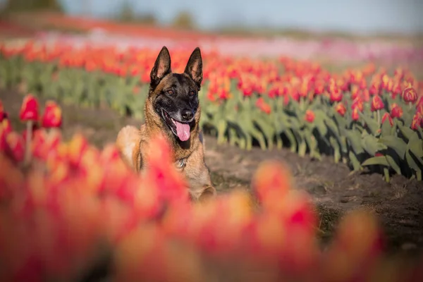 Belgičtí Ovčáci Tulipánových Polích — Stock fotografie