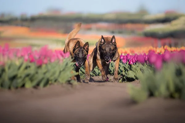 Belgische Herdershonden Tulpenvelden — Stockfoto