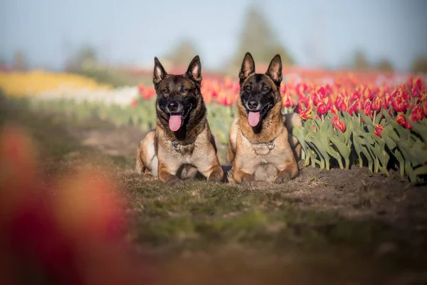 Belçikalı Çoban Köpekleri Lale Tarlalarında — Stok fotoğraf