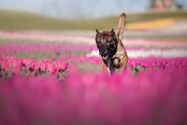 Belgische Herdershonden Tulpenvelden — Stockfoto