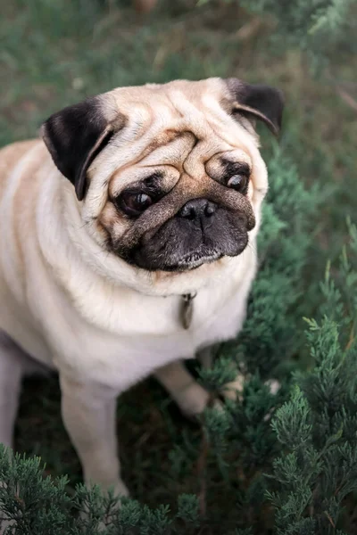 Cute Pug Dog Park — Stock Photo, Image