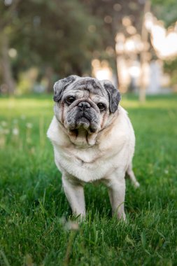 Parktaki yaşlı köpek.