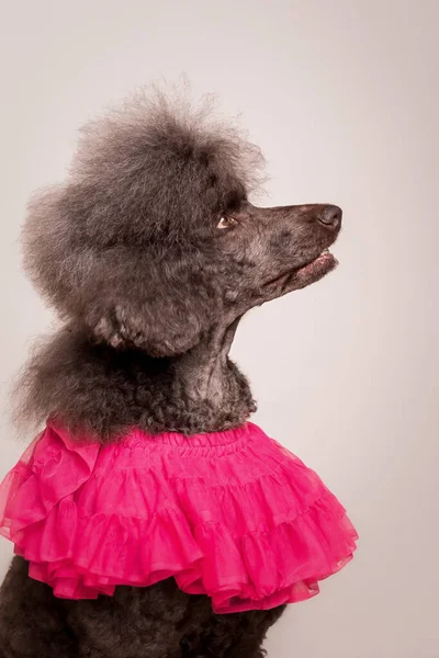 Grande Padrão Marrom Francês Poodle Retrato — Fotografia de Stock