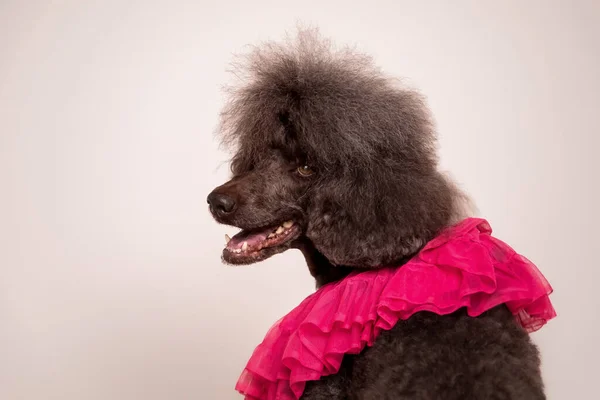 Grande Padrão Marrom Francês Poodle Retrato — Fotografia de Stock