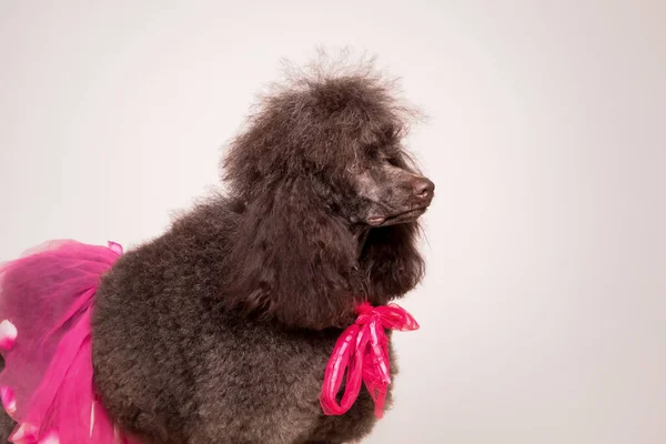 Grande Padrão Marrom Francês Poodle Retrato — Fotografia de Stock