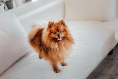 Pomeranya köpekleri evde.