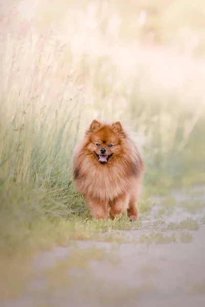 Bonito Fofo Pomeranian Cão Livre — Fotografia de Stock