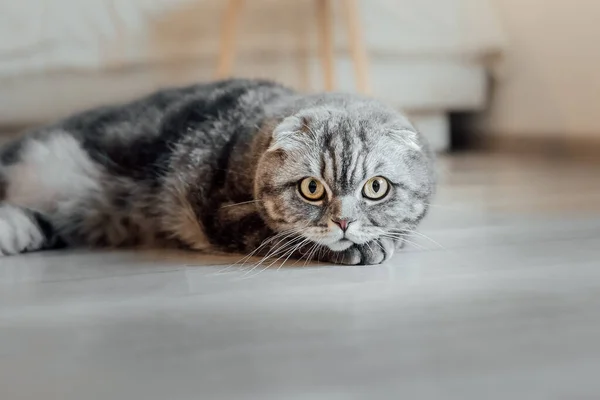 Scottish Fold Γάτα Στο Σπίτι — Φωτογραφία Αρχείου