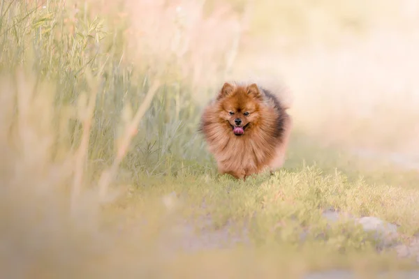 Roztomilý Nadýchaný Pomeranian Pes Venkovní — Stock fotografie