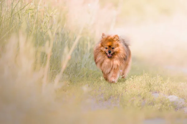 Lindo Peludo Pomeranian Perro Aire Libre —  Fotos de Stock