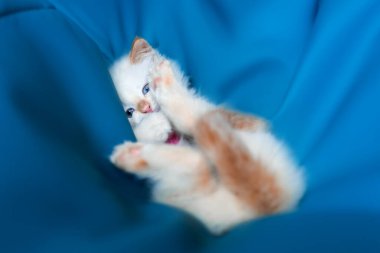 Şirin pofuduk kedi. 