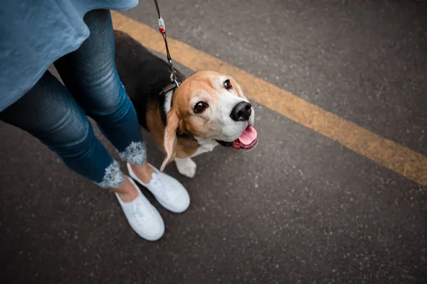 Foto Jovem Mulher Roupas Ganga Parque Com Seu Cão Canino — Fotografia de Stock