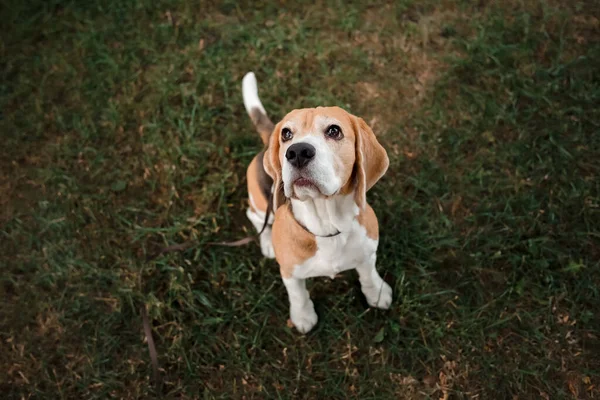 公园里可爱的小猎犬 — 图库照片