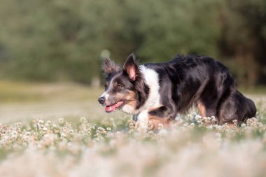 Çoban köpeği. Sınır çoban köpeği bir sürü duyuyor.