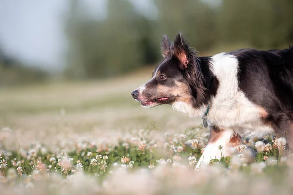 Herding Dog Gräns Collie Hund Höra Flock — Stockfoto
