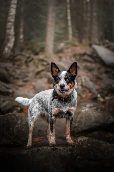 Perro Ganado Australiano Bosque Senderismo Con Perro Viajero Del Perro — Foto de Stock