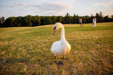 Gün batımında yeşil çimlerde kuğular