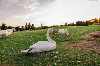 Gün batımında yeşil çimlerde kuğular