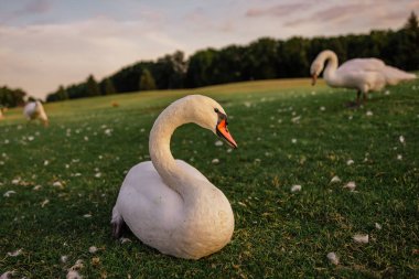 Gün batımında yeşil çimlerde kuğular