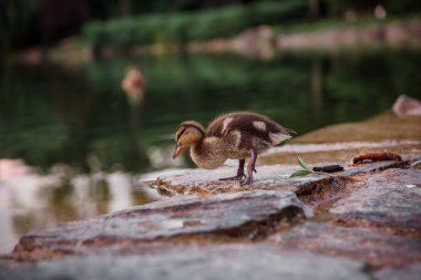 Nehir kıyısında ördek yavrusu