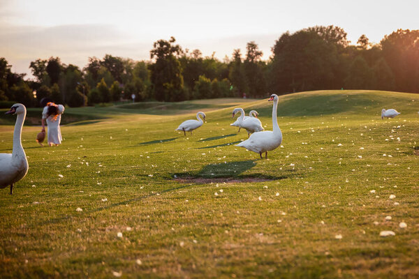 Swans on the green grass at sunset