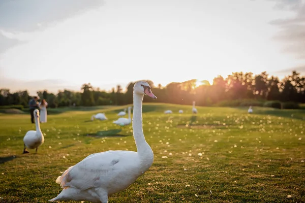 Gün batımında yeşil çimlerde kuğular