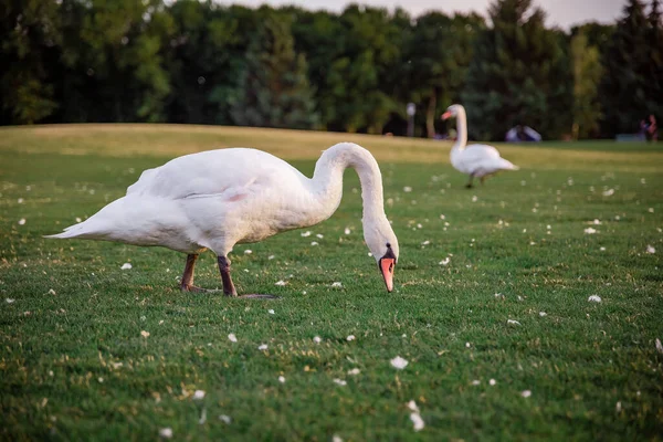 Schwäne Auf Dem Grünen Gras Bei Sonnenuntergang — Stockfoto