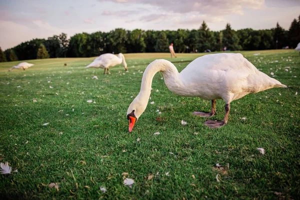 Лебеди Зеленой Траве Закате — стоковое фото