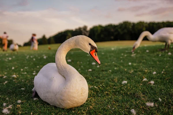 Лебеди Зеленой Траве Закате — стоковое фото