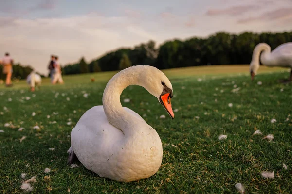 Cisnes Grama Verde Pôr Sol — Fotografia de Stock