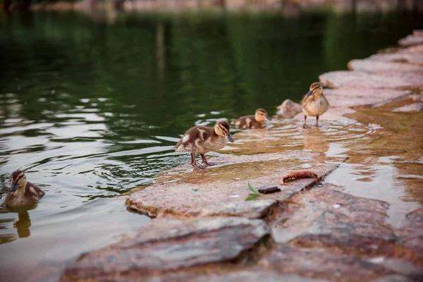 河堤上的野鸭 — 图库照片